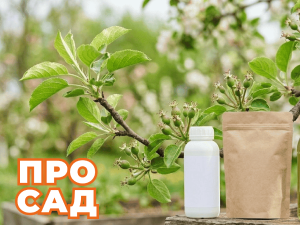 Весенняя обработка сада: пошаговый план работ