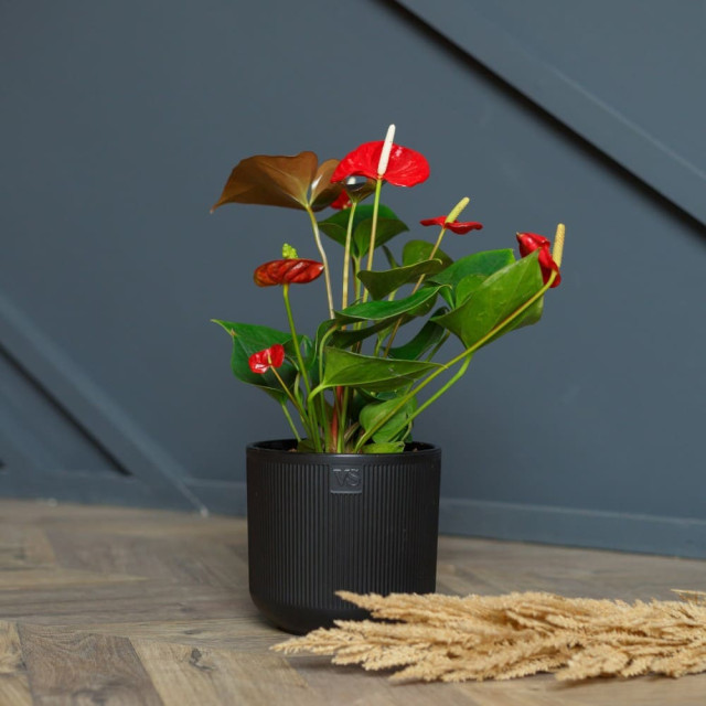 Горшок VipSet  AMR-1,9-11 Росси с дренажной системой черный 1.9 л