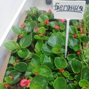 Бегония вечноцветущая микс Р9 ФХ Зеленый горизонт