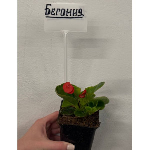 Бегония вечноцветущая микс Р9 ФХ Зеленый горизонт