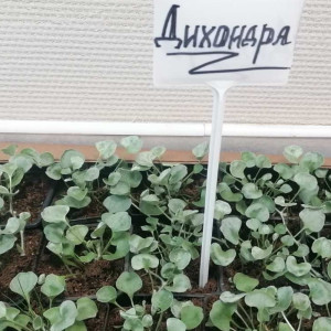 Дихондра Р9 ФХ Зеленый горизонт