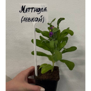 Маттиола Левкой микс Р9 ФХ Зеленый горизонт