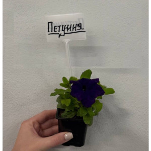 Петуния крупноцветковая Р7 ФХ Зеленый горизонт