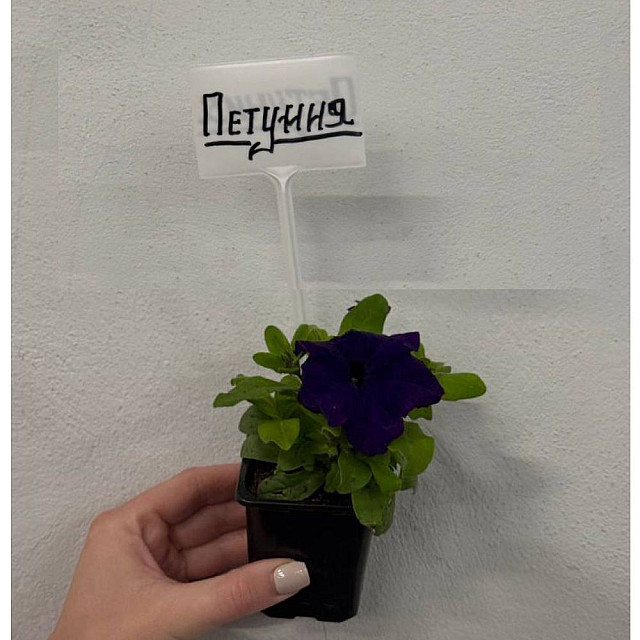 Петуния крупноцветковая Р7 ФХ Зеленый горизонт
