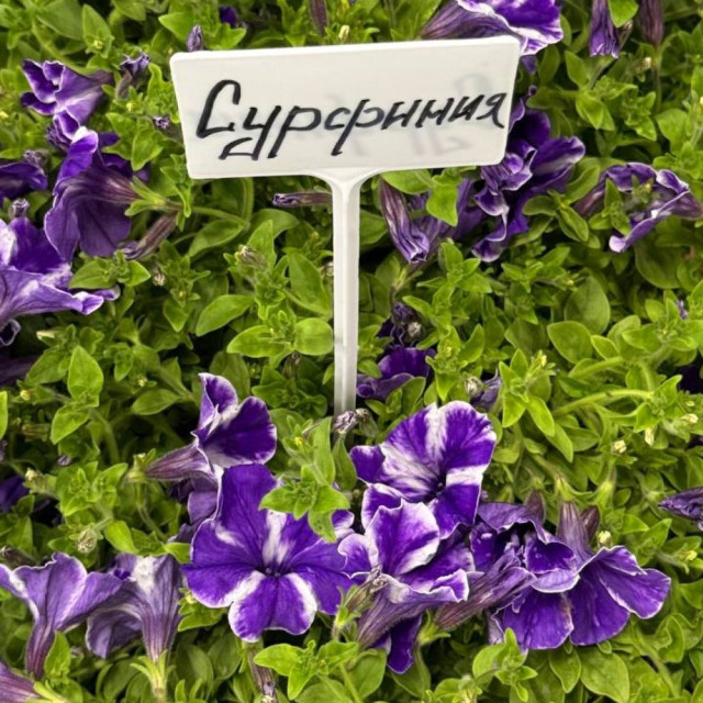 Сурфиния Р9 ФХ Зеленый горизонт