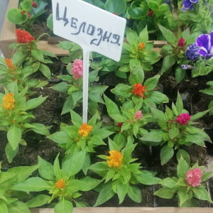 Целозия микс Р9 ФХ Зеленый горизонт