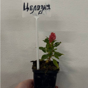 Целозия микс Р9 ФХ Зеленый горизонт