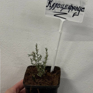 Калоцефалус Calocephalus Р9 ФХ Зеленый горизонт