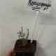 Калоцефалус Calocephalus Р9 ФХ Зеленый горизонт