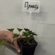 Плющ Р9 ФХ Зеленый горизонт