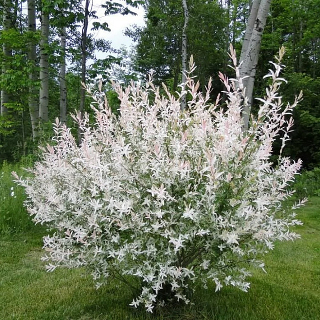 Ива цельнолистная Salix integra Hakuro Nishiki Р9 ФХ Зеленый горизонт