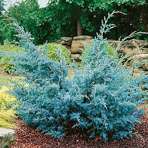 Можжевельник китайский chinensis Blue Alps С2 ФХ Зеленый горизонт 25-30 см