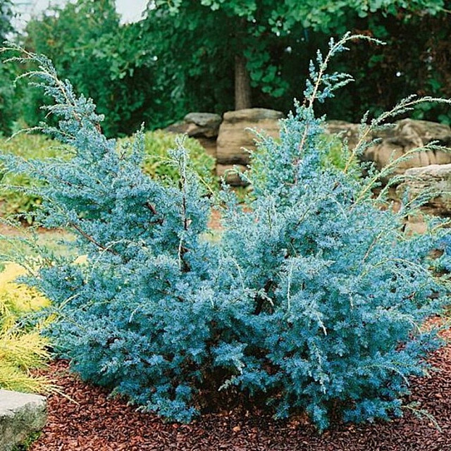 Можжевельник китайский chinensis Blue Alps С2 ФХ Зеленый горизонт 25-30 см