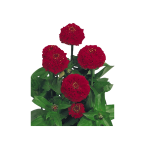 Циния Оклахома алая ИП Семена 0.3 г