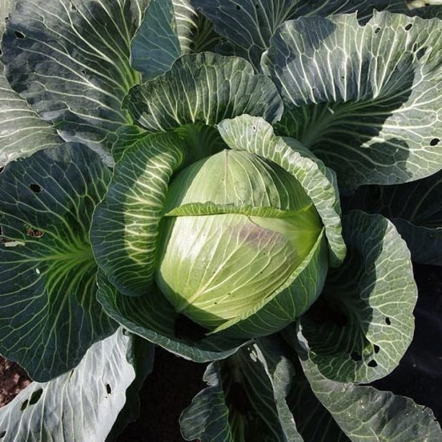 Капуста белокочанная Агрофирма Партнер Килатон F1 10 шт