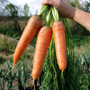 Морковь Агрофирма Партнер Канада F1 0.5 г