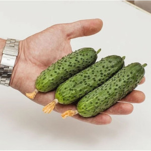 Огурец Агрофирма Партнер Шоша F1 5 шт