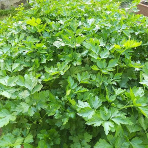 Петрушка листовая Агрофирма Партнер Итальянский Гигант 2 г