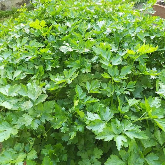 Петрушка листовая Агрофирма Партнер Итальянский Гигант 2 г