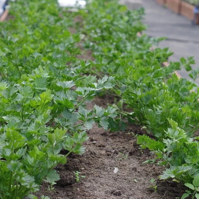 Сельдерей листовой Агрофирма Партнер Нежный 0.3 г