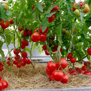 Томат Агрофирма Партнер Любаша F1 0.1 г