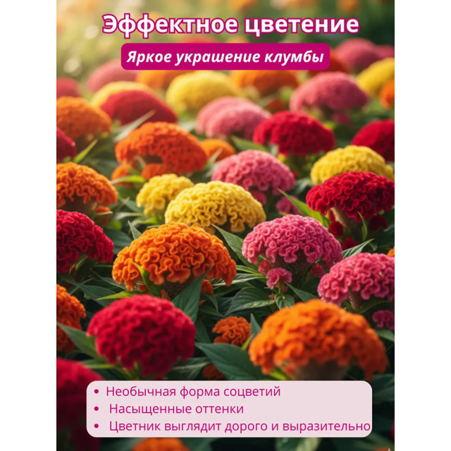 Целозия гребенчатая Агромаркет Бархатный ковер пурпурный 0.2 г