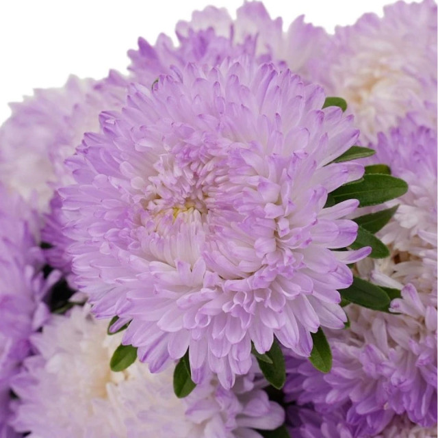 Астра китайская Агрофирма Партнер Зачарованная 5 шт