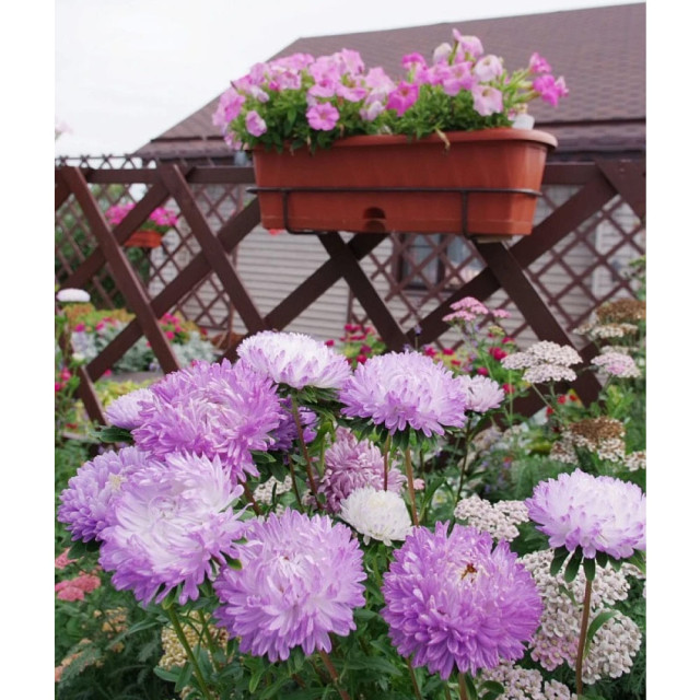 Астра китайская Агрофирма Партнер Зачарованная 5 шт