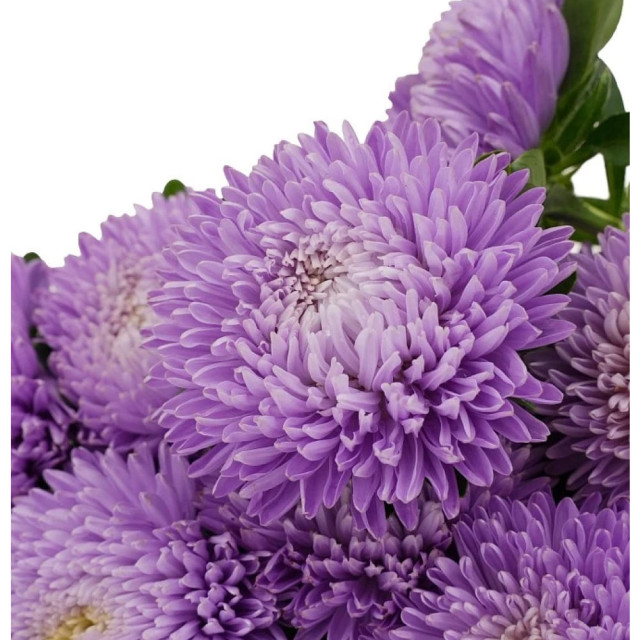 Астра китайская Агрофирма Партнер Лебединая Верность в ампуле 5 шт