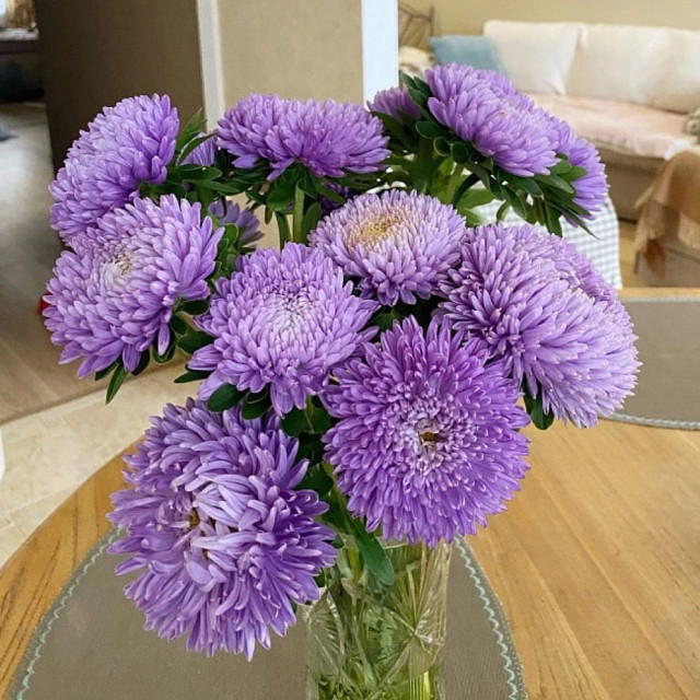 Астра китайская Агрофирма Партнер Лебединая Верность в ампуле 5 шт