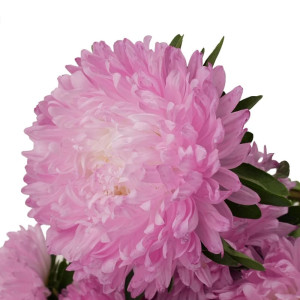 Астра китайская Агрофирма Партнер Первое свидание в ампуле 5 шт