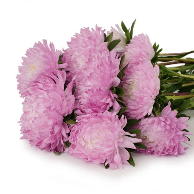 Астра китайская Агрофирма Партнер Первое свидание в ампуле 5 шт