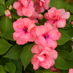 Бальзамин F1 махровый Агрофирма Партнер Корал Лейс 5 шт