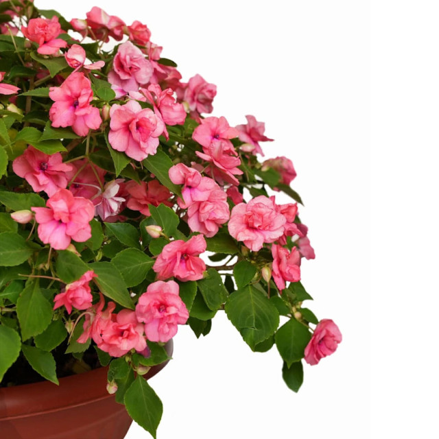 Бальзамин F1 махровый Агрофирма Партнер Корал Лейс 5 шт