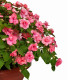 Бальзамин F1 махровый Агрофирма Партнер Корал Лейс 5 шт