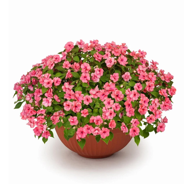 Бальзамин F1 махровый Агрофирма Партнер Корал Лейс 5 шт