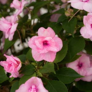 Бальзамин F1 махровый Агрофирма Партнер Кристал Блаш 5 шт