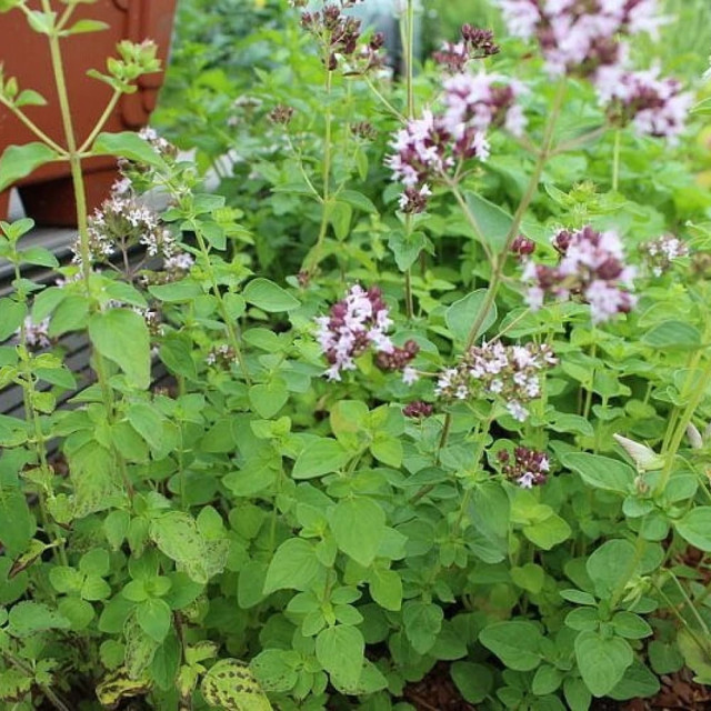 Душица орегано Агрофирма Партнер Северное Сияние 0.1 г