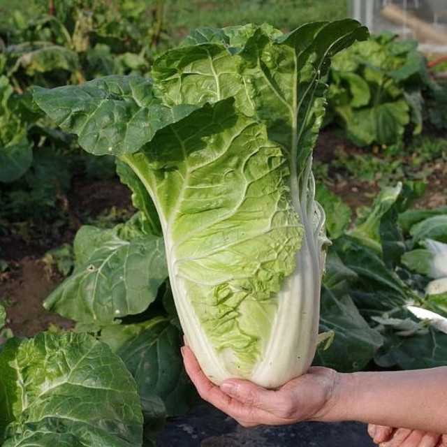 Капуста Пекинская Агрофирма Партнер Нежность F1 0.5 г