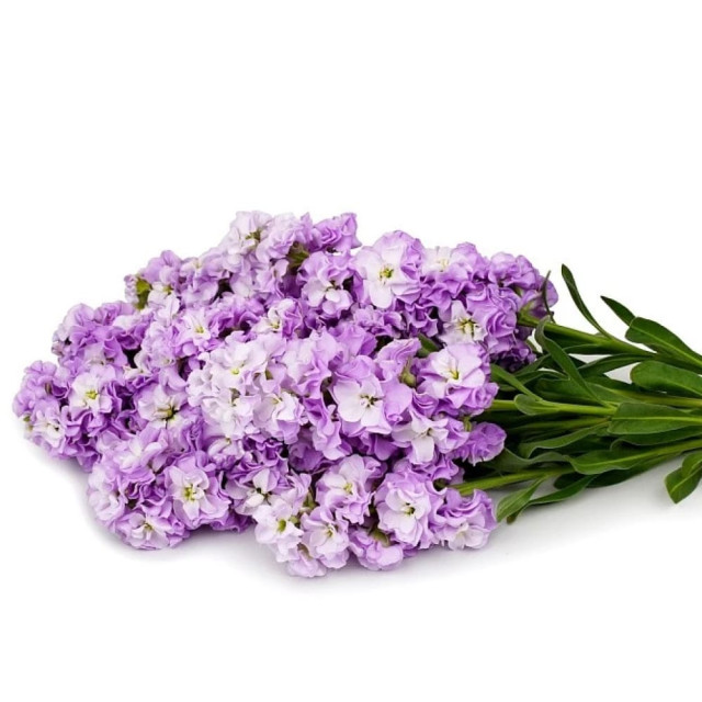 Маттиола срезочная махровая Агрофирма Партнер Бьютифул Парфюм Лайлек Тайм 10 шт