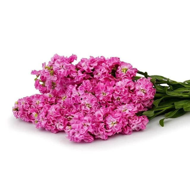 Маттиола срезочная махровая Агрофирма Партнер Бьютифул Парфюм Пинк Роялти 10 шт