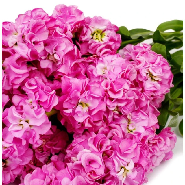 Маттиола срезочная махровая Агрофирма Партнер Бьютифул Парфюм Пинк Роялти 10 шт