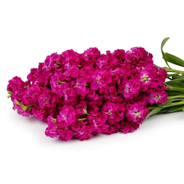 Маттиола срезочная махровая Агрофирма Партнер Бьютифул Парфюм Роуз Эль 10 шт