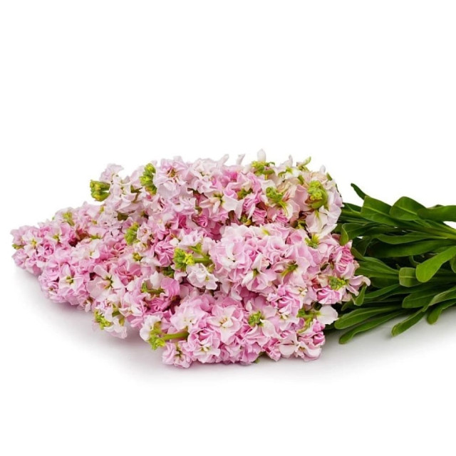 Маттиола срезочная махровая Агрофирма Партнер Бьютифул Парфюм Черри Блоссом 10 шт