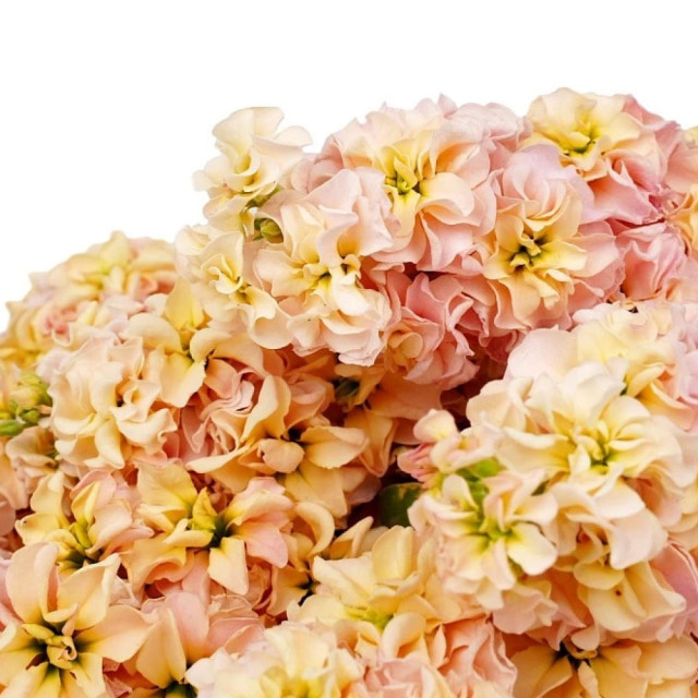 Маттиола срезочная махровая Агрофирма Партнер Бьютифул Парфюм Эприкот Сансет 10 шт