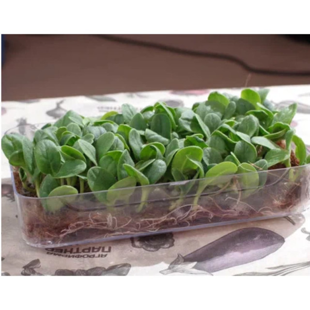 Микрозелень Бораго Агрофирма Партнер 4 г