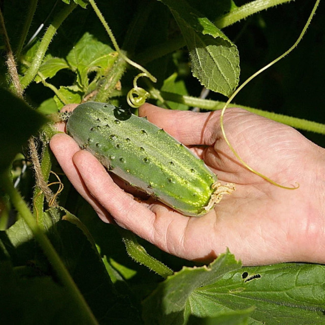 Огурец Агрофирма Партнер Байконур F1 1 г