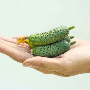 Огурец Агрофирма Партнер Бинго F1 5 шт