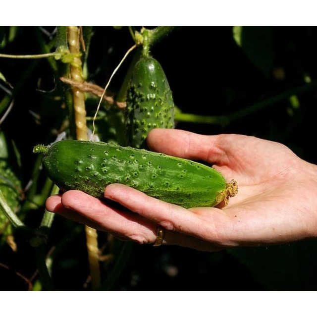 Огурец Агрофирма Партнер Феличита F1 0.5 г