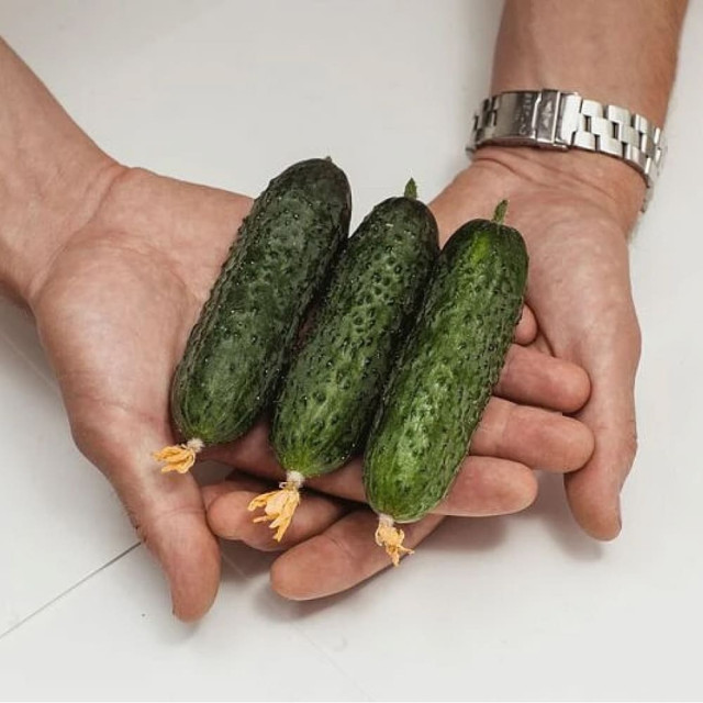 Огурец Агрофирма Партнер Фуро F1 5 шт